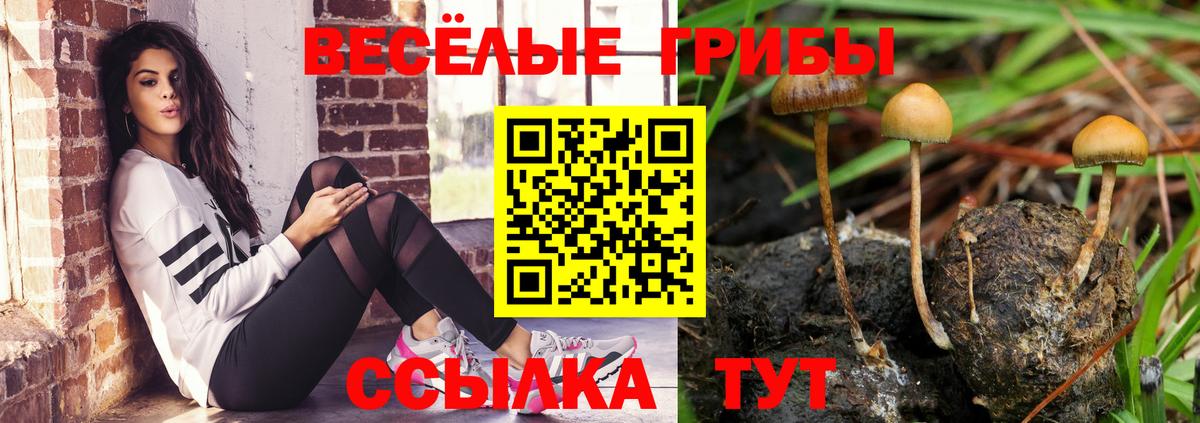 Галлюциногенные грибы Cubensis  Псилоцибиновые грибы прущие грибы  как найти   Вход с VPN  Ростов Великий 
