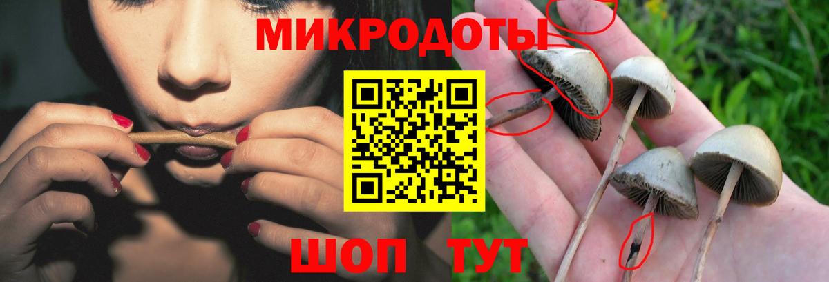 Галлюциногенные грибы Psilocybe Ростов Великий